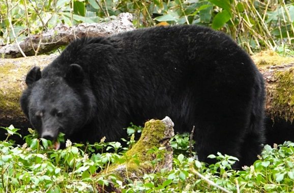テントごとクマに引きずられた キャンプ場事故から始まった上高地の先進対策