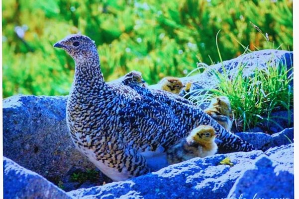 乗鞍岳のライチョウが激減 何が起きているのか